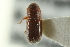  (Coccotrypes rhizophorae - CNC COLEO 00138927)  @11 [ ] CreativeCommons - Attribution (2012) CNC/CBG Photography Group Centre for Biodiversity Genomics