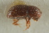  ( - CNC COLEO 00138936)  @11 [ ] CreativeCommons - Attribution (2012) CNC/CBG Photography Group Centre for Biodiversity Genomics