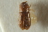  (Coccotrypes vulgaris - CNC COLEO 00138937)  @11 [ ] CreativeCommons - Attribution (2012) CNC/CBG Photography Group Centre for Biodiversity Genomics