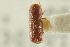  ( - CNC COLEO 00138938)  @11 [ ] CreativeCommons - Attribution (2012) CNC/CBG Photography Group Centre for Biodiversity Genomics