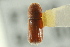  (Cyrtogenius brevior - CNC COLEO 00138940)  @11 [ ] CreativeCommons - Attribution (2012) CNC/CBG Photography Group Centre for Biodiversity Genomics