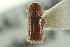  ( - CNC COLEO 00138962)  @11 [ ] CreativeCommons - Attribution (2012) CNC/CBG Photography Group Centre for Biodiversity Genomics