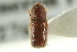  ( - CNC COLEO 00138963)  @11 [ ] CreativeCommons - Attribution (2012) CNC/CBG Photography Group Centre for Biodiversity Genomics