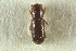  ( - CNC COLEO 00138974)  @11 [ ] CreativeCommons - Attribution (2012) CNC/CBG Photography Group Centre for Biodiversity Genomics