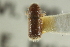  ( - CNC COLEO 00138997)  @11 [ ] CreativeCommons - Attribution (2012) CNC/CBG Photography Group Centre for Biodiversity Genomics