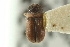  ( - CNC COLEO 00139004)  @11 [ ] CreativeCommons - Attribution (2012) CNC/CBG Photography Group Centre for Biodiversity Genomics