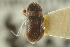  ( - CNC COLEO 00139006)  @11 [ ] CreativeCommons - Attribution (2012) CNC/CBG Photography Group Centre for Biodiversity Genomics