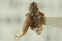  ( - CNC COLEO 00139016)  @11 [ ] CreativeCommons - Attribution (2012) CNC/CBG Photography Group Centre for Biodiversity Genomics