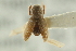  ( - CNC COLEO 00139017)  @11 [ ] CreativeCommons - Attribution (2012) CNC/CBG Photography Group Centre for Biodiversity Genomics
