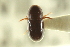  ( - CNC COLEO 00139028)  @11 [ ] CreativeCommons - Attribution (2012) CNC/CBG Photography Group Centre for Biodiversity Genomics