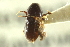  ( - CNC COLEO 00139029)  @11 [ ] CreativeCommons - Attribution (2012) CNC/CBG Photography Group Centre for Biodiversity Genomics