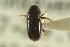  ( - CNC COLEO 00139031)  @11 [ ] CreativeCommons - Attribution (2012) CNC/CBG Photography Group Centre for Biodiversity Genomics