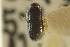  ( - CNC COLEO 00139036)  @11 [ ] CreativeCommons - Attribution (2012) CNC/CBG Photography Group Centre for Biodiversity Genomics