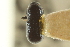  ( - CNC COLEO 00139037)  @11 [ ] CreativeCommons - Attribution (2012) CNC/CBG Photography Group Centre for Biodiversity Genomics