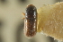  ( - CNC COLEO 00139042)  @11 [ ] CreativeCommons - Attribution (2012) CNC/CBG Photography Group Centre for Biodiversity Genomics