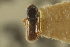  ( - CNC COLEO 00139044)  @11 [ ] CreativeCommons - Attribution (2012) CNC/CBG Photography Group Centre for Biodiversity Genomics