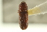  ( - CNC COLEO 00139050)  @11 [ ] CreativeCommons - Attribution (2012) CNC/CBG Photography Group Centre for Biodiversity Genomics