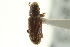  (Hylastes - CNC COLEO 00139053)  @14 [ ] CreativeCommons - Attribution (2012) CNC/CBG Photography Group Centre for Biodiversity Genomics