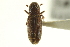  ( - CNC COLEO 00139056)  @11 [ ] CreativeCommons - Attribution (2012) CNC/CBG Photography Group Centre for Biodiversity Genomics