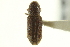  ( - CNC COLEO 00139057)  @11 [ ] CreativeCommons - Attribution (2012) CNC/CBG Photography Group Centre for Biodiversity Genomics