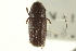  ( - CNC COLEO 00139061)  @11 [ ] CreativeCommons - Attribution (2012) CNC/CBG Photography Group Centre for Biodiversity Genomics
