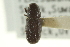  ( - CNC COLEO 00139062)  @11 [ ] CreativeCommons - Attribution (2012) CNC/CBG Photography Group Centre for Biodiversity Genomics
