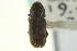  ( - CNC COLEO 00139075)  @11 [ ] CreativeCommons - Attribution (2012) CNC/CBG Photography Group Centre for Biodiversity Genomics