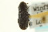  ( - CNC COLEO 00139076)  @13 [ ] CreativeCommons - Attribution (2012) CNC/CBG Photography Group Centre for Biodiversity Genomics