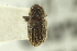  (Ficicis - CNC COLEO 00139098)  @11 [ ] CreativeCommons - Attribution (2012) CNC/CBG Photography Group Centre for Biodiversity Genomics
