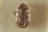  (Hapalogenius africanus - CNC COLEO 00139099)  @11 [ ] CreativeCommons - Attribution (2012) CNC/CBG Photography Group Centre for Biodiversity Genomics