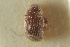  ( - CNC COLEO 00139100)  @11 [ ] CreativeCommons - Attribution (2012) CNC/CBG Photography Group Centre for Biodiversity Genomics