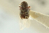  (Hapalogenius - CNC COLEO 00139101)  @11 [ ] CreativeCommons - Attribution (2012) CNC/CBG Photography Group Centre for Biodiversity Genomics