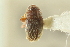  ( - CNC COLEO 00139102)  @11 [ ] CreativeCommons - Attribution (2012) CNC/CBG Photography Group Centre for Biodiversity Genomics