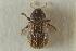  ( - CNC COLEO 00139103)  @11 [ ] CreativeCommons - Attribution (2012) CNC/CBG Photography Group Centre for Biodiversity Genomics
