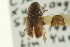  ( - CNC COLEO 00139125)  @11 [ ] CreativeCommons - Attribution (2012) CNC/CBG Photography Group Centre for Biodiversity Genomics