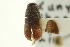  (Dendroctonus armandi - CNC COLEO 00139126)  @11 [ ] CreativeCommons - Attribution (2012) CNC/CBG Photography Group Centre for Biodiversity Genomics