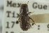  ( - CNC COLEO 00139130)  @11 [ ] CreativeCommons - Attribution (2012) CNC/CBG Photography Group Centre for Biodiversity Genomics