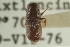  ( - CNC COLEO 00139131)  @11 [ ] CreativeCommons - Attribution (2012) CNC/CBG Photography Group Centre for Biodiversity Genomics