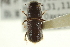  ( - CNC COLEO 00139138)  @13 [ ] CreativeCommons - Attribution (2012) CNC/CBG Photography Group Centre for Biodiversity Genomics