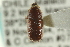  ( - CNC COLEO 00139147)  @11 [ ] CreativeCommons - Attribution (2012) CNC/CBG Photography Group Centre for Biodiversity Genomics
