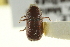  ( - CNC COLEO 00139148)  @11 [ ] CreativeCommons - Attribution (2012) CNC/CBG Photography Group Centre for Biodiversity Genomics