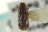  ( - CNC COLEO 00139150)  @11 [ ] CreativeCommons - Attribution (2012) CNC/CBG Photography Group Centre for Biodiversity Genomics