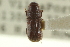  (Hylurgonotus tuberculatus - CNC COLEO 00139152)  @11 [ ] CreativeCommons - Attribution (2012) CNC/CBG Photography Group Centre for Biodiversity Genomics