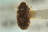  ( - CNC COLEO 00139159)  @11 [ ] CreativeCommons - Attribution (2012) CNC/CBG Photography Group Centre for Biodiversity Genomics