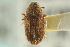  ( - CNC COLEO 00139161)  @11 [ ] CreativeCommons - Attribution (2012) CNC/CBG Photography Group Centre for Biodiversity Genomics