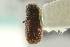  ( - CNC COLEO 00139163)  @11 [ ] CreativeCommons - Attribution (2012) CNC/CBG Photography Group Centre for Biodiversity Genomics