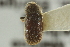  ( - CNC COLEO 00139164)  @12 [ ] CreativeCommons - Attribution (2012) CNC/CBG Photography Group Centre for Biodiversity Genomics