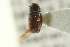  ( - CNC COLEO 00139176)  @13 [ ] CreativeCommons - Attribution (2012) CNC/CBG Photography Group Centre for Biodiversity Genomics