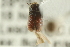  (Sinophloeus - CNC COLEO 00139177)  @13 [ ] CreativeCommons - Attribution (2012) CNC/CBG Photography Group Centre for Biodiversity Genomics