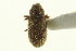  ( - CNC COLEO 00139182)  @11 [ ] CreativeCommons - Attribution (2012) CNC/CBG Photography Group Centre for Biodiversity Genomics